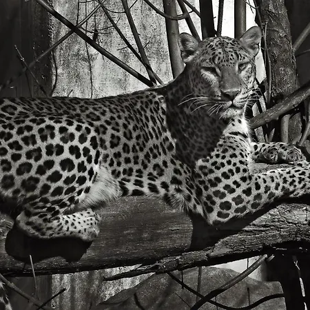 Sunny Parioli Modern Apartment