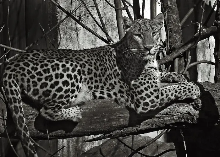 Sunny Parioli Modern Apartment